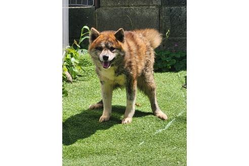 販売中の福岡県のミックス犬-345471の2枚目