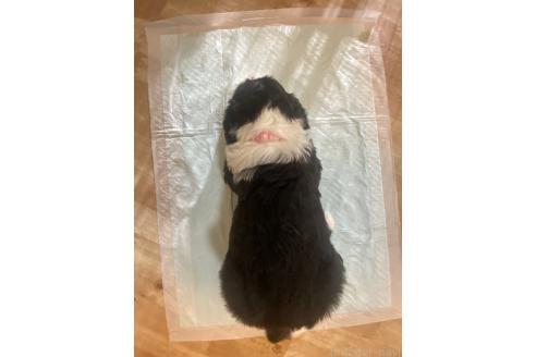 販売中の大分県のミックス犬-394417の4枚目