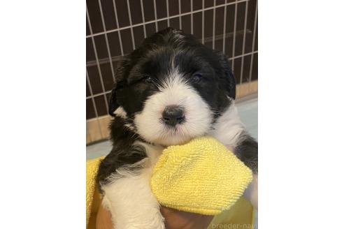 販売中の大分県のミックス犬-394417の3枚目
