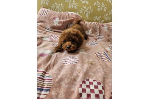 販売中の埼玉県のティーカッププードル-394418の7枚目