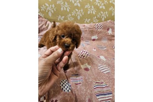 販売中の埼玉県のティーカッププードル-394418の2枚目