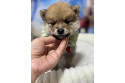 成約済の埼玉県のミックス犬-389693の5枚目
