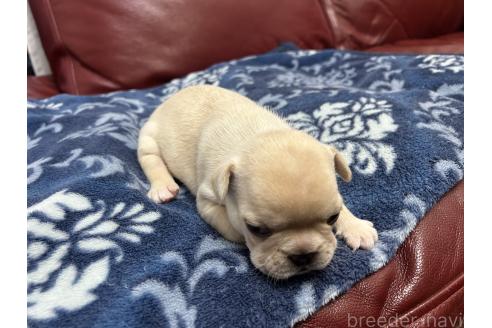 販売中の岡山県のフレンチブルドッグ-393584の12枚目