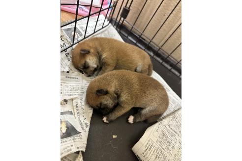 販売中の熊本県の豆柴-394661の2枚目