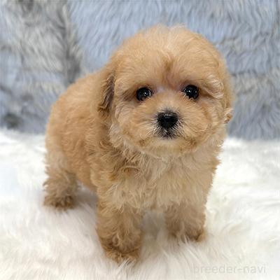 成約済の神奈川県のティーカッププードル-394565の1枚目