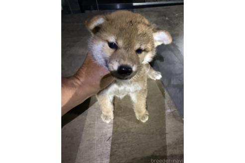 販売中の広島県の柴犬-388379の2枚目