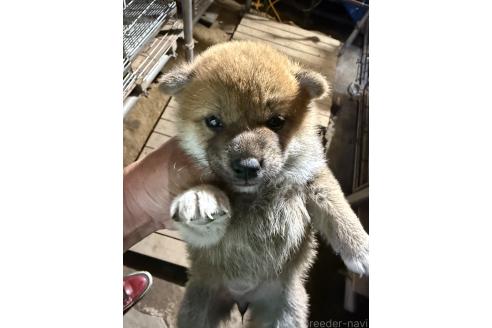 販売中の広島県の柴犬-394690の6枚目