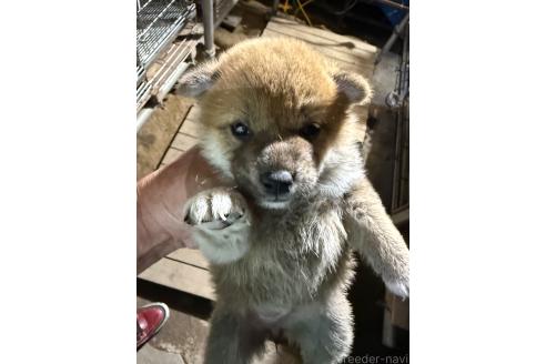 販売中の広島県の柴犬-394690の5枚目