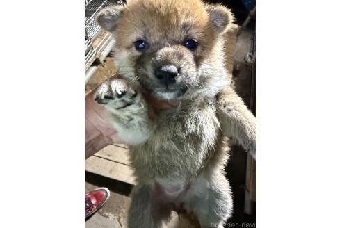 販売中の広島県の柴犬-394690の4枚目