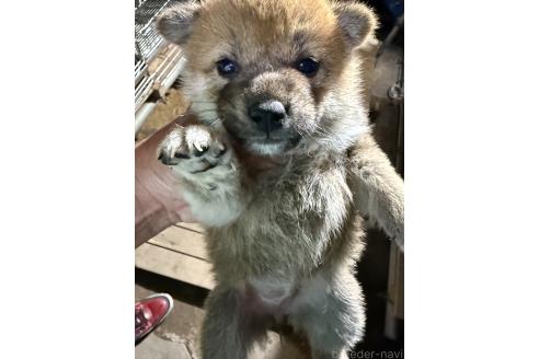 販売中の広島県の柴犬-394690の3枚目