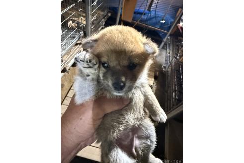 販売中の広島県の柴犬-394690の2枚目