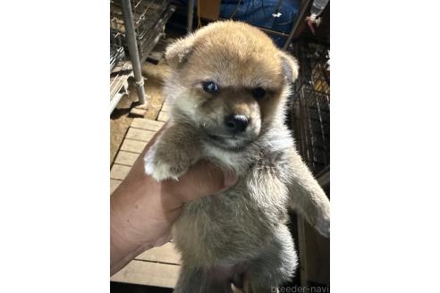 販売中の広島県の柴犬-394692の5枚目