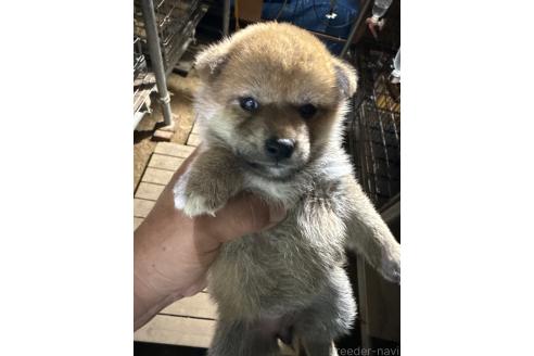 販売中の広島県の柴犬-394692の4枚目