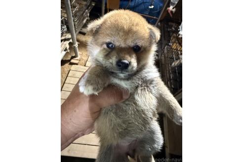 販売中の広島県の柴犬-394692の3枚目