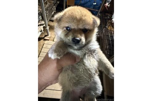 販売中の広島県の柴犬-394692の2枚目