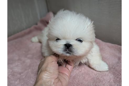 成約済の愛知県のペキニーズ-391653の14枚目