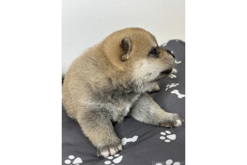 販売中の茨城県の豆柴-394698の3枚目