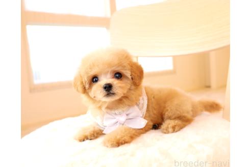 販売中の岡山県のミックス犬-392221の10枚目