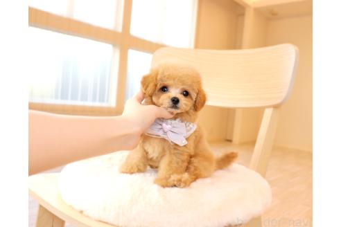 販売中の岡山県のミックス犬-392221の9枚目