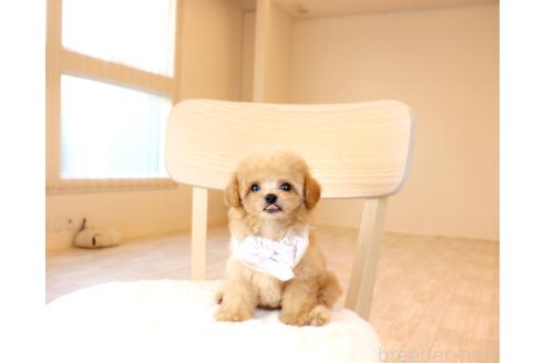 販売中の岡山県のミックス犬-392221の8枚目