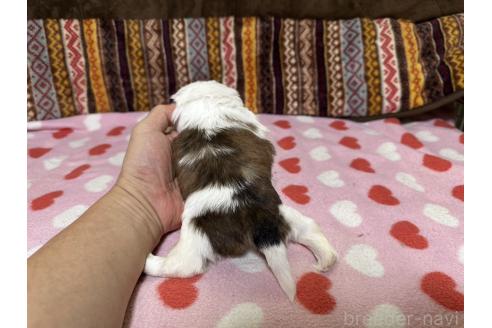 販売中の大阪府のシーズー-394709の20枚目