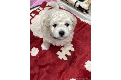 販売中の北海道のビションフリーゼ-392270