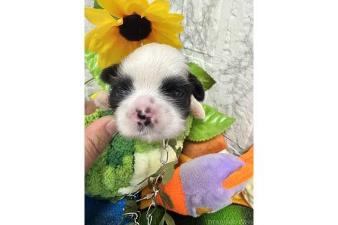 販売中の茨城県のシーズー-394719の3枚目