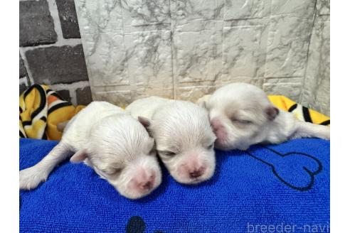 販売中の茨城県のマルチーズ-394725の1枚目