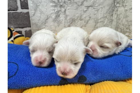 販売中の茨城県のマルチーズ-394725の3枚目