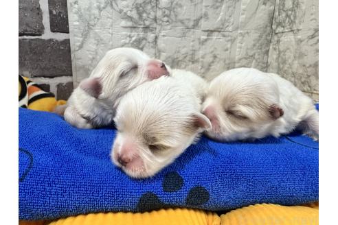 販売中の茨城県のマルチーズ-394725の2枚目