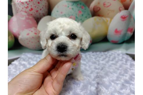 販売中の神奈川県のビションフリーゼ-394734の4枚目