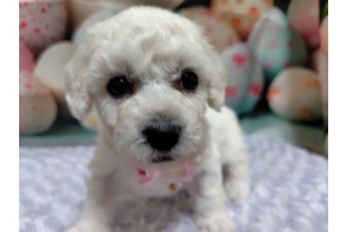 販売中の神奈川県のビションフリーゼ-394734の2枚目