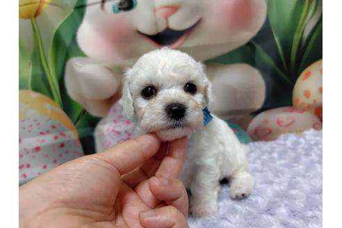 販売中の神奈川県のビションフリーゼ-394735の7枚目