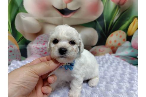 販売中の神奈川県のビションフリーゼ-394735の4枚目