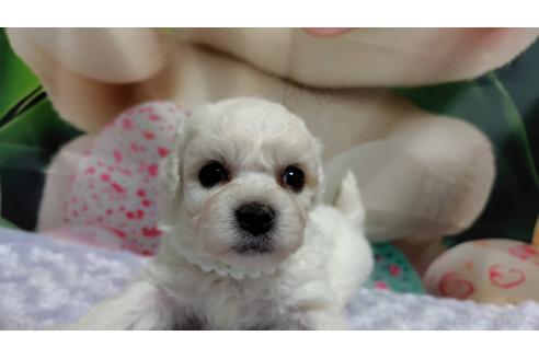 販売中の神奈川県のビションフリーゼ-394736