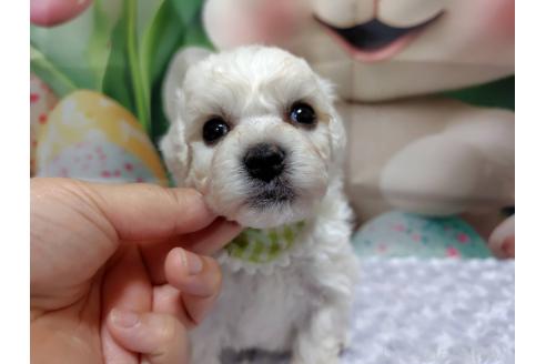 販売中の神奈川県のビションフリーゼ-394736の3枚目
