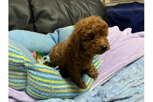 販売中の栃木県のトイプードル-394737の2枚目