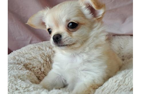 成約済の愛知県のミックス犬-387886の7枚目