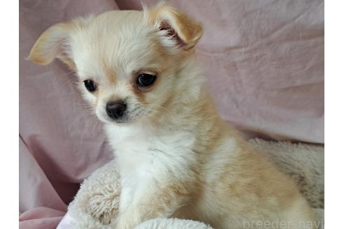 成約済の愛知県のミックス犬-387886の6枚目