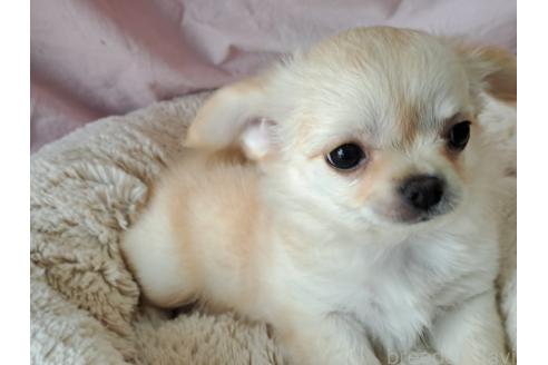 成約済の愛知県のミックス犬-387886の5枚目
