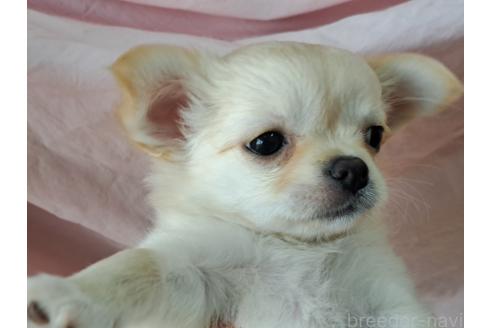 成約済の愛知県のミックス犬-387886の4枚目