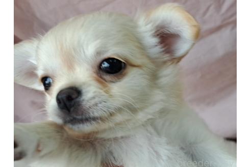 成約済の愛知県のミックス犬-387886の3枚目
