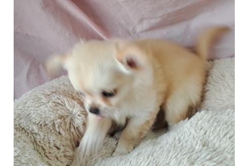 成約済の愛知県のミックス犬-387886の2枚目