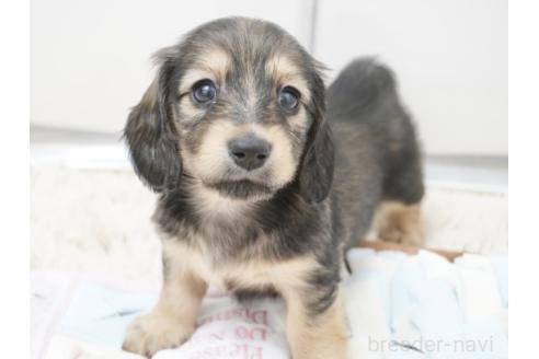 販売中の兵庫県のミニチュアダックスフンド(ロングヘアード)-394751の7枚目