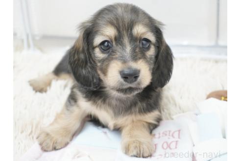 販売中の兵庫県のミニチュアダックスフンド(ロングヘアード)-394751の6枚目