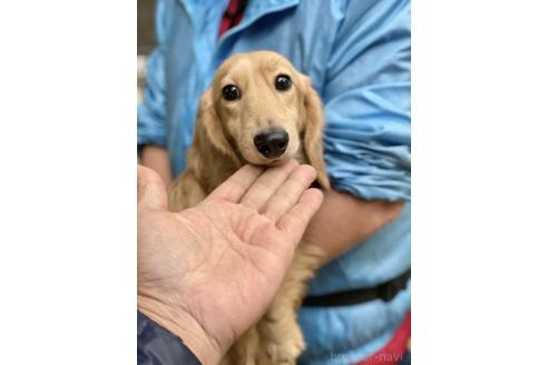 販売中の兵庫県のミニチュアダックスフンド(ロングヘアード)-394751の5枚目