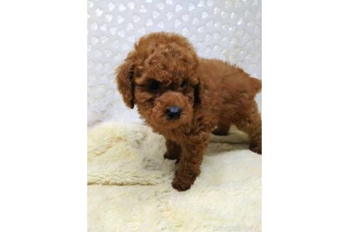 販売中の三重県のトイプードル-394766の5枚目