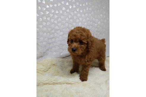 販売中の三重県のトイプードル-394766の3枚目