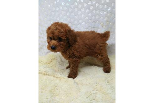 販売中の三重県のトイプードル-394766の2枚目