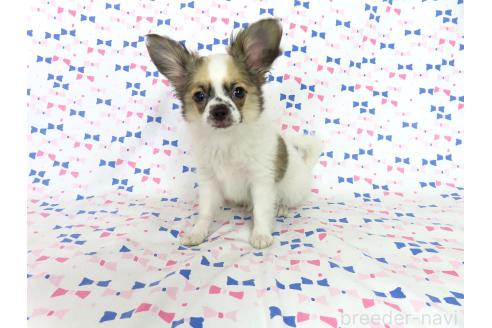商談中の千葉県のミックス犬-379892の9枚目